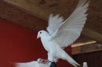 KUŞ PAZARI - (ÖZEL HABER) Bursa'da Kuş Gribi İddiaları Yalanlandı