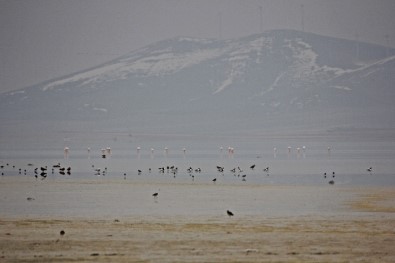 Seyfe Gölü'ne Flamingo Akını