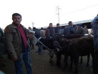 DALAMA - Efeler Hayvan Pazarına Yoğun İlgi