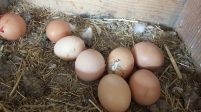 Gezen Tavuk Yumurtalarına Büyük İlgi