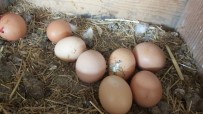 ORGANİK YUMURTA - Gezen Tavuk Yumurtalarına Büyük İlgi