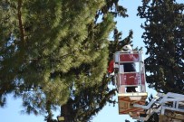 AVNI ORAL - Kaymakamlık Lojmanında Kedi Kurtarma Operasyonu