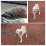 PENDIKSPOR - Yaralı Halde Bulunan Köpek Ve Yavrularına Futbolcular Sahip Çıktı