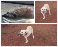 PENDIKSPOR - Zavallı Köpek Ve Yavrularına Eren Derdiyok Sahip Çıktı