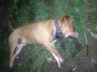 Akhisar'da Bir Köpek Bıçaklanarak Öldürüldü