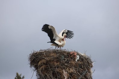 Beyşehir'e Gelen Leylekler Vadiyi Şenlendirdi