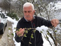 Kar Yağışı Fındığa Yaradı Haberi