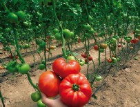 TARIM BAKANLIĞI - Rusya, Türkiye'ye yasakları kaldırmıyor