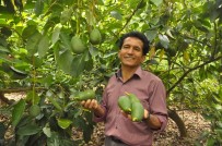 Tanesi 5 TL'ye çıkan avakado üreticinin yüzünü güldürdü