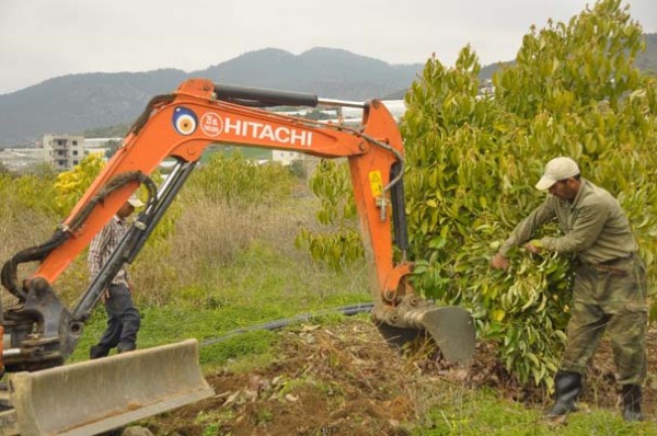 Tanesi 5 TL'ye çıkan avakado üreticinin yüzünü güldürdü