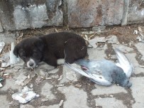 SOKAK KÖPEĞİ - Sokak Köpeği Donan Güvercini Yalnız Bırakmadı