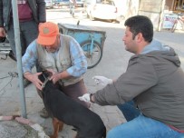 MUSTAFA TEMIZ - Biga'da Av Köpekleri Aşılandı