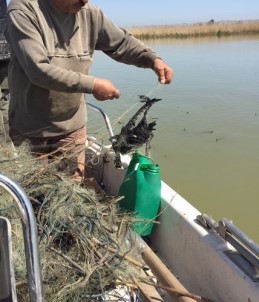 Kuş Cenneti'nde Ürküten Tablo...