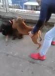 KÖPEK DÖVÜŞÜ - Köpekleri Dövüştürdüler, Bir De Kameraya Kaydettiler