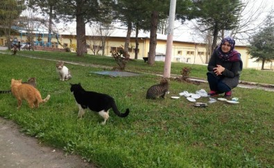 Devlet Bursuyla Sahipsiz Kedilere Bakıyor