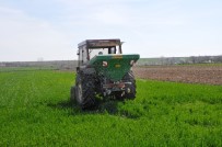 İBRAHIM YIĞIT - Trakya'da Çiftçiler Buğday Gübreleme Mesaisine Başladı