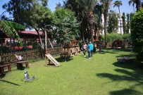 Alanya Belediyesi'nden Sahipsiz Hayvanlara Hizmet