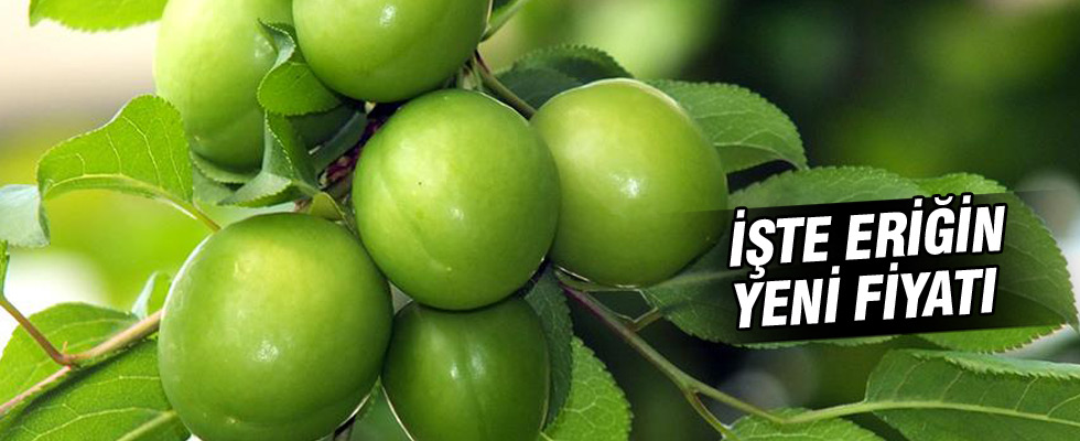Eriğin kilogramı 30 liraya geriledi