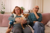 HAKARET DAVASI - Evde Beslenilen Köpek Komşuları Birbirine Düşürdü