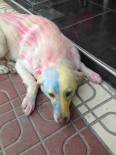 SOKAK KÖPEĞİ - Köpekleri Tuttuğu Takımın Rengine Boyadı