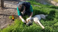 GAZİANTEP HAYVANAT BAHÇESİ - Mehmetçik, Sınırdaki Yaralı Köpeği Kurtardı