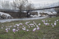MUNZUR VADİSİ - Munzur Vadisi'ne Bahar Geldi, Çiçekler Açtı
