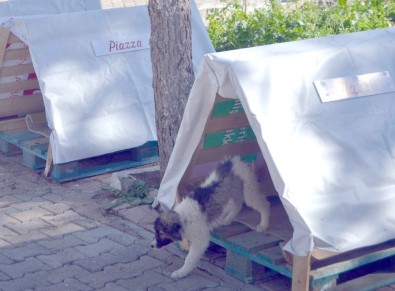 Piazza'dan Sokak Hayvanlarına Yuva Desteği
