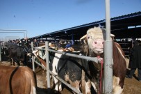Afyonkarahisar'daki Besiciler Ucuz Karkas Dana Eti Satışının Hayvancılığı Bitireceğini Öne Sürdü