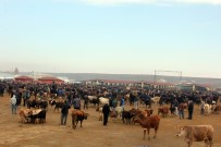 MEHMET TAŞDEMIR - Ağrı'da Hayvan Üreticilerinden Et Fiyatlarının Düşmesine Tepki