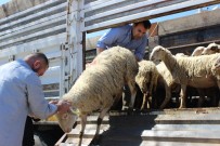 DÜMREK - Genç Çiftçilere Hibe Koyun Desteği