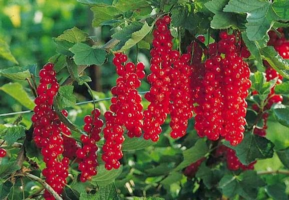 Gençlik iksiri Kayseri'de saklı