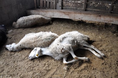 Yozgat'ta Şüpheli Hayvan Ölümleri