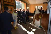 ULUDAĞ ÜNIVERSITESI REKTÖRÜ - Bakan Çelik, İlk Embriyo Transferini Gerçekleştirdi