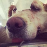 SARIYER BELEDİYESİ - Cindy Köpeğin Dövülmesinin Görüldüğü Davada Adliye Karıştı
