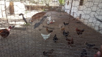 TİKA'dan Gine Bissaulu Kadınlara Tavukçuluk Geliştirme Projesi