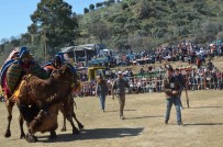 RIFAT KADRİ KILINÇ - Köşk Deve Güreşleri Şenlik Havasında Gerçekleşti