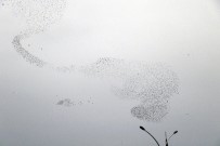 SIĞIRCIK - Kuşlardan Gökyüzünde Görsel Şölen