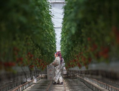 Üreticiye 'süper' teşvikler yolda