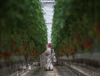 Üreticiye 'süper' teşvikler yolda