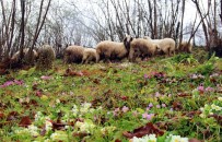 LÜTFI AYDıN - Fındık Bahçeleri Rengarenk