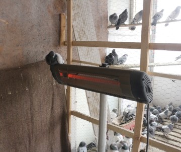 Güvercinleri Elektrikli Isıtıcıyla Soğuktan Koruyor