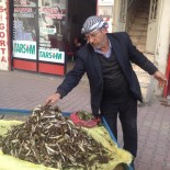 YOĞURTLU - Kenger Otu Pazara İndi