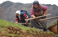 Ordu'da Kadınların Ömrü Erkeklerden 6,5 Yıl Fazla