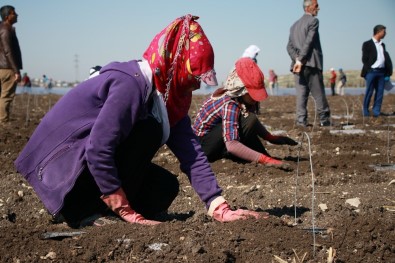 Tarım İşçisi Kadınların 1 Saatlik Ücreti Açıklaması 4 Lira 45 Kuruş