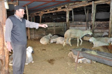 Yozgat'taki Koyun Ölümlerinin Veba Hastalığından Olduğu Ortaya Çıktı