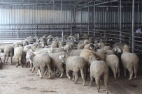 MERINOS - Genç Çiftçi Küçükbaş Hayvan Projelerinde Mutlu Son