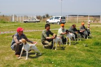 EN GÜZEL KÖPEK - Aydın'da Köpekler Podyuma Çıktı