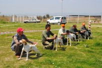 KÖPEK YARIŞMASI - Aydın'da Köpekler Podyuma Çıktı