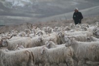 TARIM VE HAYVANCILIK FUARI - Hayvan Yetiştiricileri, Çiftçiler, Çobanlar Fuarda Buluşacak