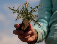 İBRAHIM ÇETIN - Hem sakızı hem otu şifa kaynağı